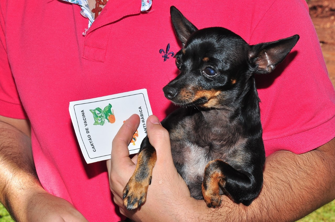 Vacinação antirrábica chega à zona norte de Dourados Campanha de vacinação antirrábica tem como alvo cães e gatos com idade a partir dos quatro meses. Divulgação/CCZ