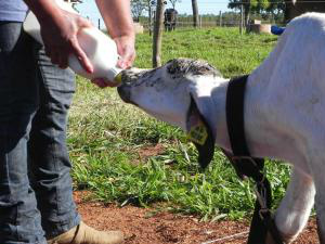 Com 40 hectares e profissionalismo produtor movimenta R$ 1 milhão/ano