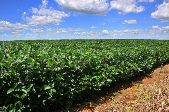Calor e chuvas esparsas devem garantir boa safra em Mato Grosso do Sul Montante estimado da produção da safra 2016/2017 é de 7,8 milhões - Foto: Valdenir Rezende / Correio do Estado
