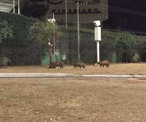 Capivaras são flagradas passeando em frente a shopping Família de capivaras passeando em frente de shopping - WhatsApp