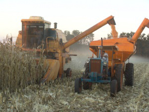 Excesso de chuva não irá atrapalhar colheita de milho safrinha em Dourados O milho está em um período que a quantidade de água, que se acumula no solo, será útil nos próximos dias-Foto: Arquivo Dourados News/ Ademir Almeida