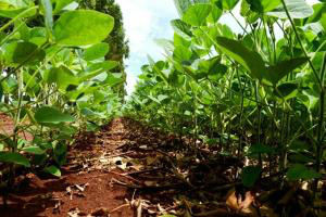 Plantio da soja chega a 68% das lavouras do estado, segundo Aprosoja