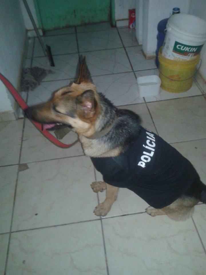 Polícia usou cão farejador para auxiliar no trabalho - Foto: Divulgação / Polícia Militar