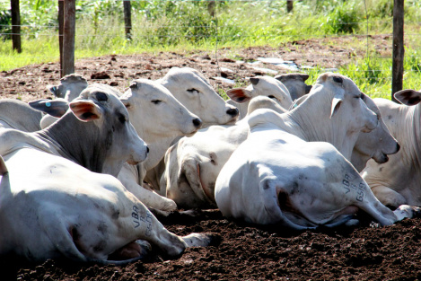 Mais de 9,5 milhões de animais devem ser imunizados na 2º etapa de vacinação

