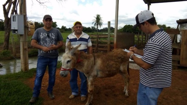 Corrida do Jegue vai levar diversão à festa dos pioneiros