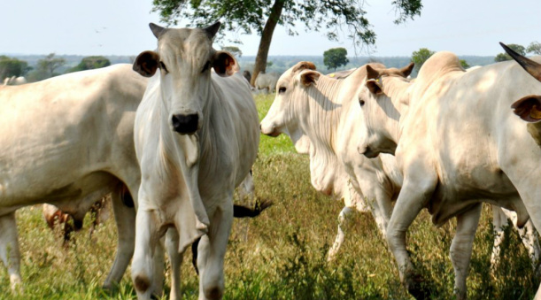 Inscrição para habilitação das empresas independentes que farão a classificação e tipificação dos animais nos frigoríficos pode ser feita na página do Precoce MS