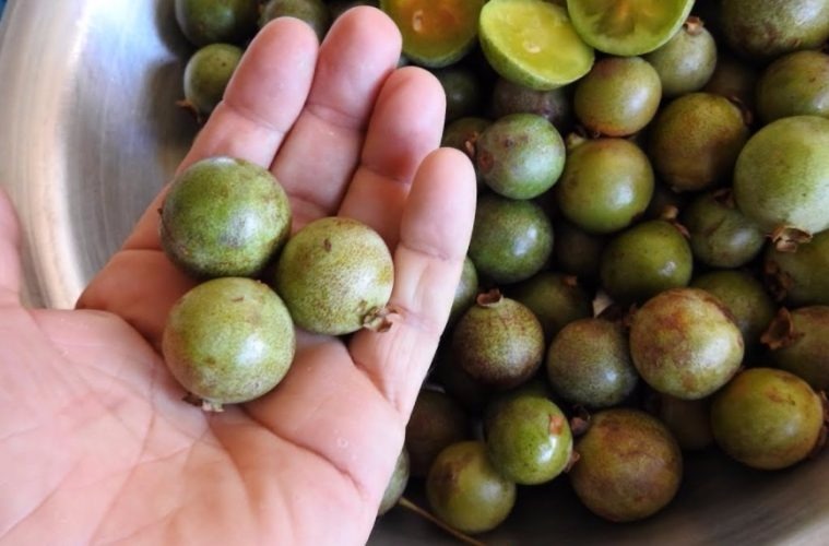 É tempo de guavira: festival gastronômico chega a sexta edição em Bonito Foto Ilustrativa
