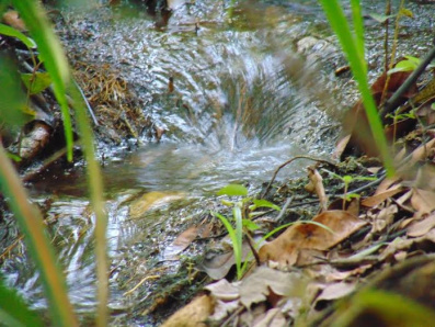 Programa Córrego Limpo tem ações para garantir preservação dos mananciais da Capital