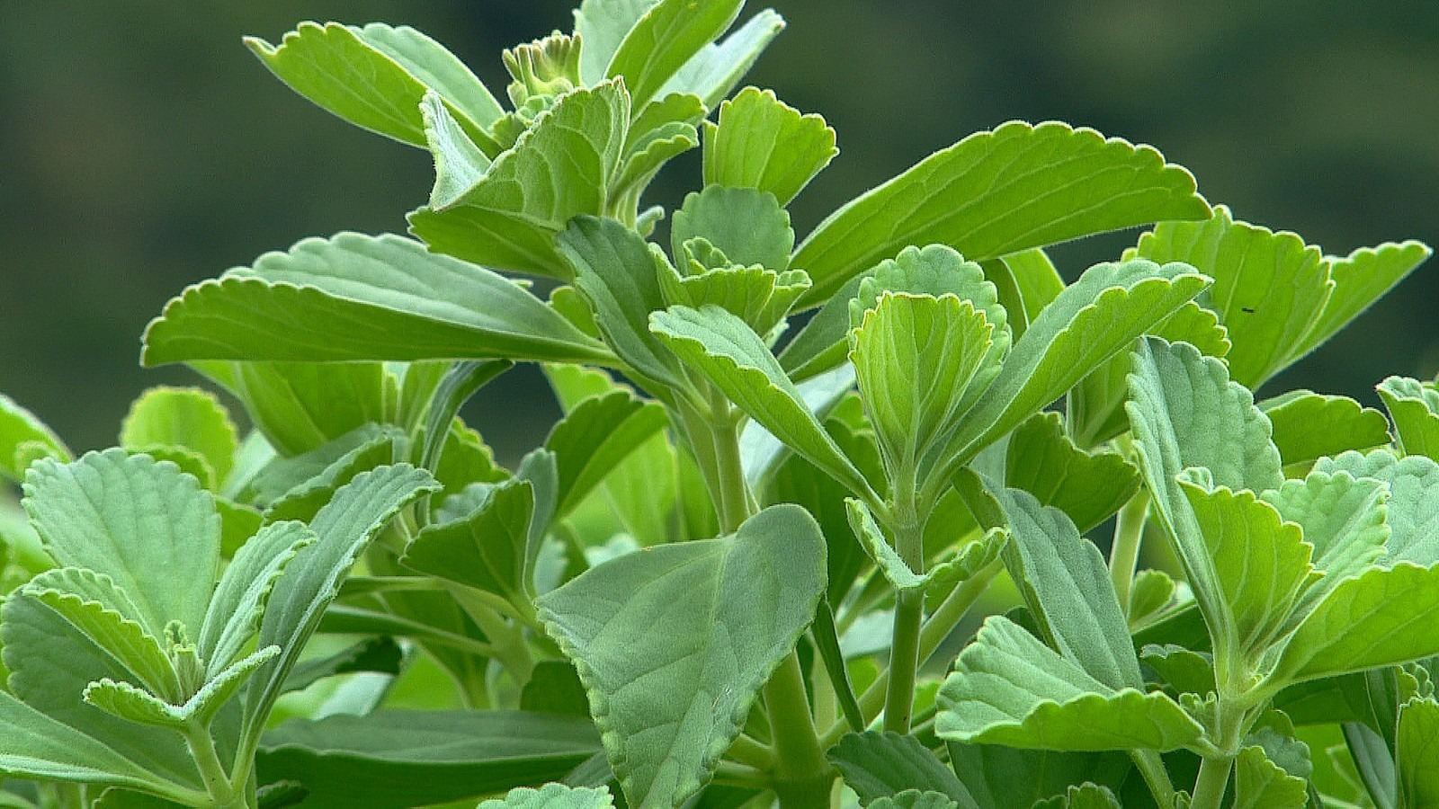 As folhas do boldo ajudam a eliminar toxinas na Ceia (Foto: Edvaldo de Souza/TG)