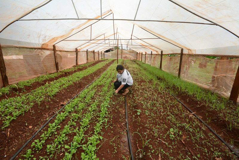 Maria Aparecida é produtora de orgânicos, na região de Campo Grande, há 7 anos e continua firme na atividade - Foto: Álvaro Rezende / Correio do Estado