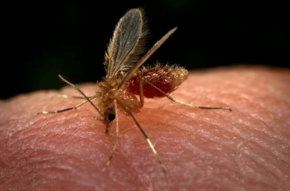 Mosquito-palha é o transmissor da leishmaniose