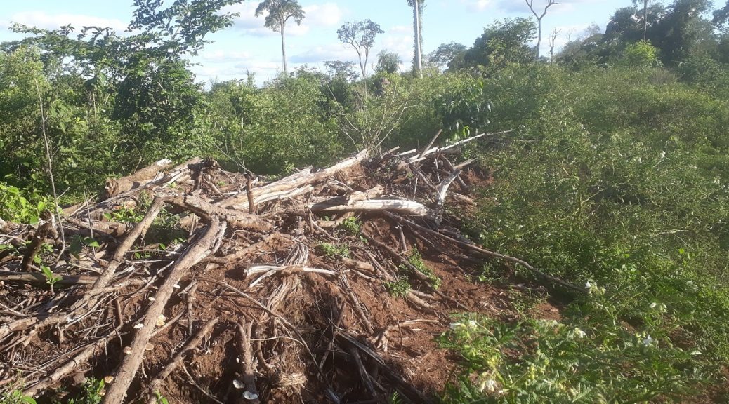 PMA autua dois campo-grandenses em R$ 19,5 mil por quatro desmatamentos ilegais