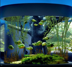 Aquários contarão com 12,5 mil peixes de 135 espécies (Imagem: Divulgação/Assessoria)