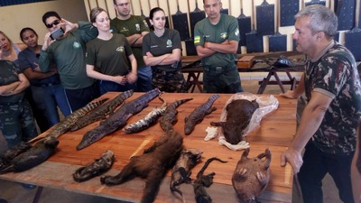 Um dos ministrantes é o tenente coronel Queiroz, da PMA de Mato Grosso do Sul, doutor em Ecologia (à direita).
