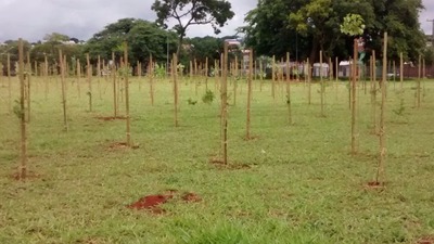 Semadur realiza plantio de 540 mudas de árvores no Parque Ayrton Sena