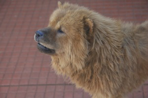 Justiça proíbe eutanásia de cães na Capital e considera algo da Idade Média Para magistrados, cachorro é vítima da doença, que tem tratamento permitido em 88 países (Foto: Cleber Gellio)