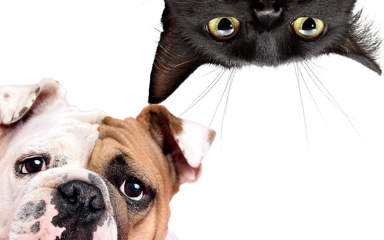 Conheça a campanha Março Amarelo para os cães e gatos Divulgação