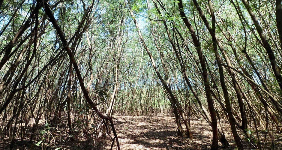 Prefeitura fará restauração ecológica de áreas ocupadas por árvores invasoras Prefeitura fará restauração ecológica de áreas ocupadas por árvores invasoras