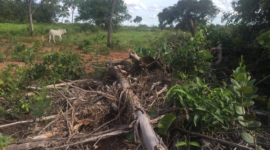 PMA multa pecuarista em R$ 27 mil por desmatar 27 hectares PMA multa pecuarista em R$ 27 mil por desmatar 27 hectares