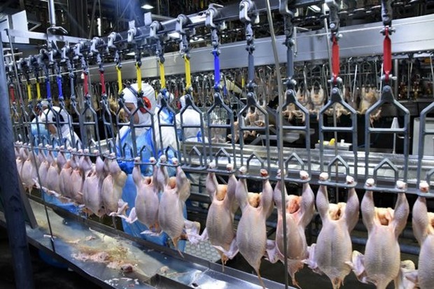 Celulose e carnes de bovinos e aves alavancam exportações de industrializados de MS