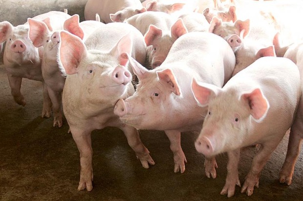Preço médio pago pelo quilograma vivo cresce 12% em MS Preço médio pago pelo quilograma vivo cresce 12% em MS