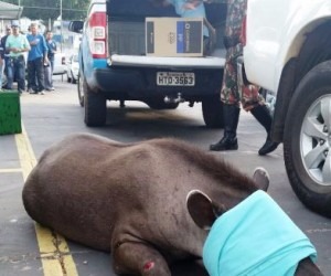 Entre os animais capturados está uma Anta - Divulgação / PMA