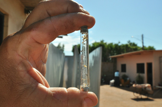 Síndrome causada pelo mosquito da dengue pode matar em 24 horas Focos são achados principalmente nas casas - Foto: Correio do Estado/Arquivo