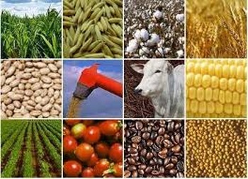 Agronegócio brasileiro registra melhor resultado desde 2014 divulgação