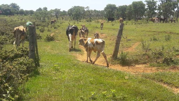 Por criar gado em área de preservação casal é multado em R$ 25 mil (Divulgação/PMA)