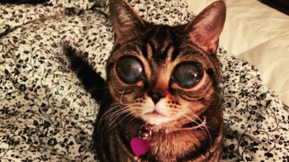 A gatinha com seus olhões Foto: Reprodução / Matilda Alien Cat