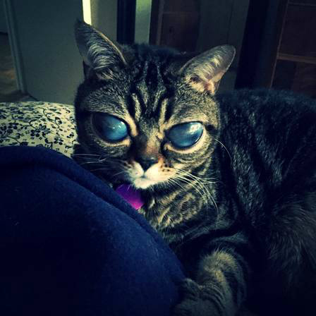 A gatinha Matilda Foto: Reprodução / Matilda Alien Cat
