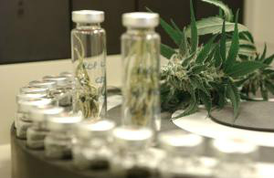 Anvisa aprova regras para registro de remédio à base de maconha Anvisa aprova regras para registro de remédio à base de maconha