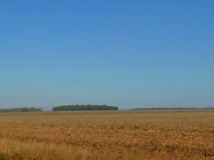Vazio sanitário proibe cultivo de soja entre 15 de junho e 15 de setembro em MS (Foto: Jonatas Boni)