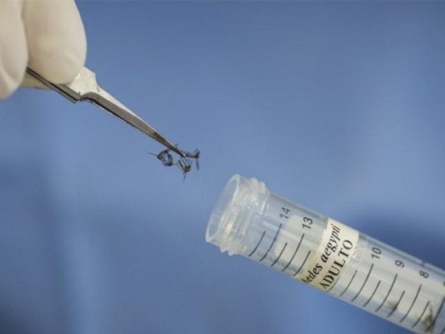 Saúde confirma mais mil novos casos de dengue no Estado Ministério da Saúde