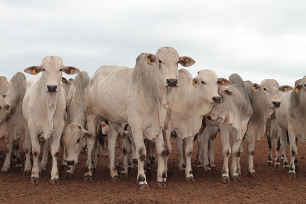 Exportações de carne bovina in natura de MS sobem 9% em 2018