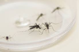 Sobe para 19 número de mortes pela dengue, casos suspeitos explodem para 36.655 Foto Ilustrativa