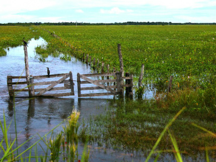 Ciclo das águas do Pantanal pode sofrer alterações com as mudanças climáticas no estado (Foto: Nicoli Dichoff/Embrapa Pantanal)