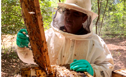 Caso do Pequeno Besouro das Colmeias faz Iagro emitir alerta aos produtores Divulgação