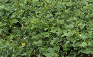 Essa análise, encerrada no ano passado, contou com a avaliação de diversas linhagens em comparação a cultivares considerados padrões. (Foto: Alceu Richetti/Embrapa)