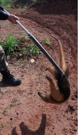 Tamanduá-mirim é capturado em rua de bairro da capital Tamanduá-mirim é capturado em rua de bairro da capital