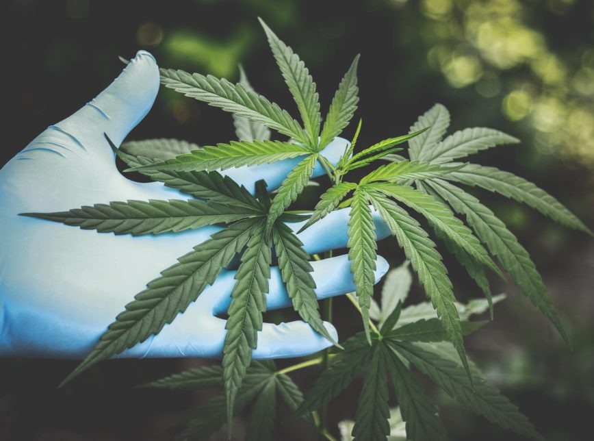 Entenda as discussões sobre a Cannabis medicinal Reprodução/ Pexels