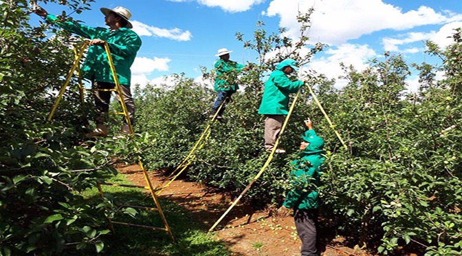 Programa desenvolvido no MS dá segurança jurídica na contratação de indígenas para lavouras do RS e SC