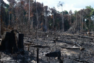 Em 16 anos, desmatamento da Amazônia Legal foi quase o tamanho de SP Desmatamento da região entre 2004 e 2013 mostra queda de quase 80%Arquivo/Agência Brasil