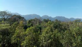 Em 16 anos, desmatamento da Amazônia Legal foi quase o tamanho de SP Mata Atlântica já perdeu 85% de sua mata nativaArquivo/Agência Brasil