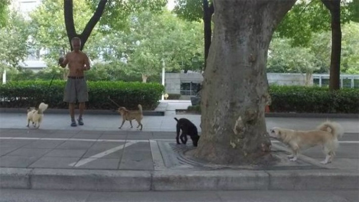 Há 10 anos, homem decidiu viver nas ruas para cuidar de cães abandonados
