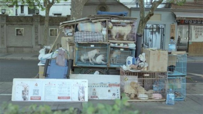 Há 10 anos, homem decidiu viver nas ruas para cuidar de cães abandonados