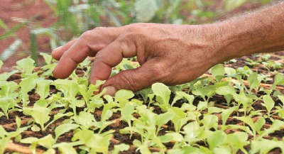 Agricultura familiar do Estado precisa de apoio público, principalmente para comercializar os produtos - Foto: Bruno Henrique/ Correio do Estado