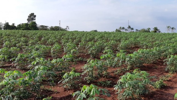 Capital investe na agricultura familiar para produção de mandioca Capital investe na agricultura familiar para produção de mandioca