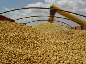 Produção de soja em MS teve aumento de 9,21% - Foto: Arquivo