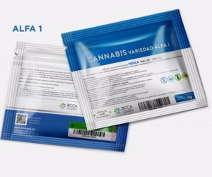 Tipo de embalagem de maconha a ser vendida em farmácias do Uruguai - Reprodução/Twitter